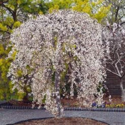 New Release -Plant Sales Store Snow Fountains Weeping Cherry 3