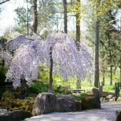 Snow Fountains® Weeping Cherry Tree -Plant Sales Store Snow Fountains Weeping Cherry 8