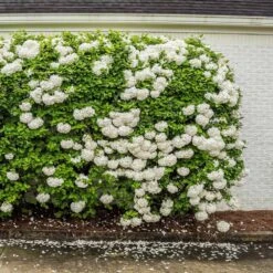 Snowball Bush