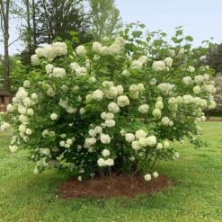 Snowball Bush -Plant Sales Store Snowball Viburnum 2 FGT