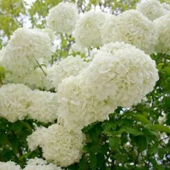 Snowball Bush -Plant Sales Store Snowball Viburnum 3 FGT