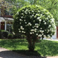 Snowball Bush -Plant Sales Store Snowball Viburnum 7 FGT