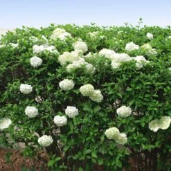 Snowball Bush -Plant Sales Store Snowball Viburnum FGT