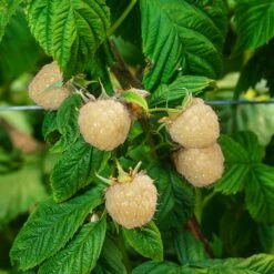 Snowbank White Blackberry Bush -Plant Sales Store Snowbank Blackberry 3