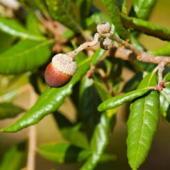 Live Oak Tree -Plant Sales Store Southern Live Oak FGT 1