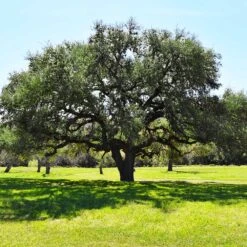 Live Oak Tree -Plant Sales Store Southern Live Oak FGT 3