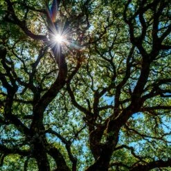 Live Oak Tree -Plant Sales Store Southern Live Oak FGT 4