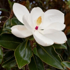 Southern Magnolia 7 Southern Magnolia -Plant Sales Store Southern Magnolia 8 FGT