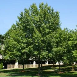 Southern Red Oak Tree -Plant Sales Store Southern Red Oak 2
