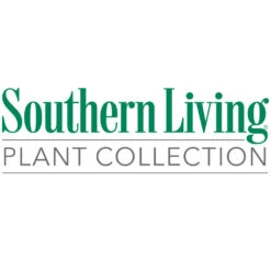 Little Miss Figgy™ Tree -Plant Sales Store Southn Living 1000x1000 378a218a 8ce8 4047 8df3 e98ce48f13f7