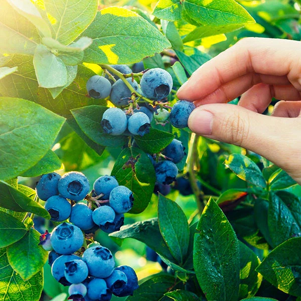 Spartan Blueberry Bush 1 Spartan Blueberry Bush