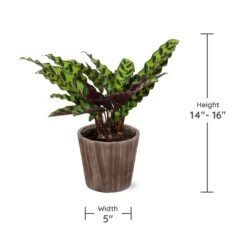 Calathea Rattlesnake With Decorative Pot 15 Calathea Rattlesnake With Decorative Pot -Plant Sales Store Specs
