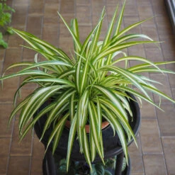 Spider Plant -Plant Sales Store Spider Plant 1
