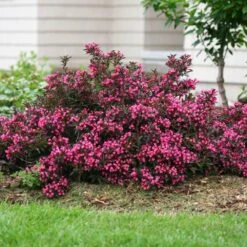 Spilled Wine® Weigela Shrub 7 Spilled Wine® Weigela Shrub -Plant Sales Store Spilled Wine Weigela 1 FGT