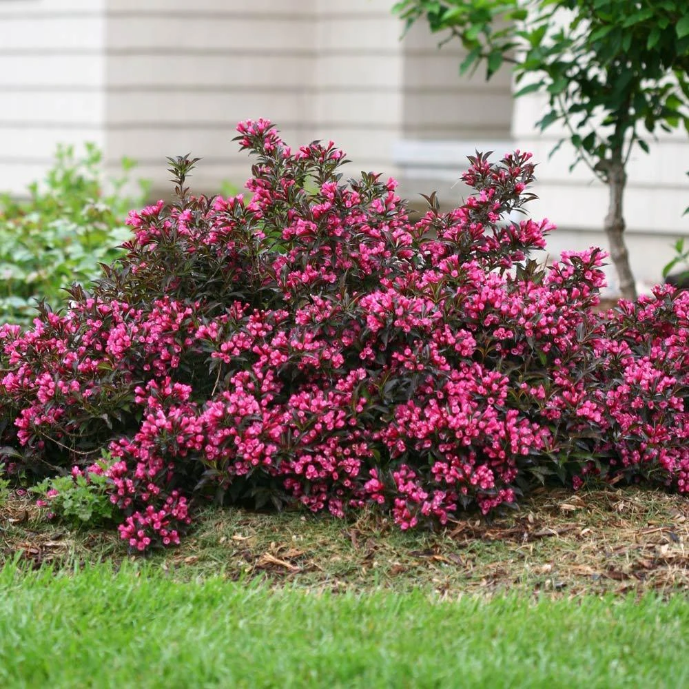 Spilled Wine® Weigela Shrub 3 Spilled Wine® Weigela Shrub - Image 3