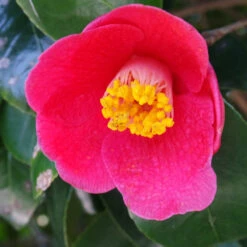 Spring's Promise Camellia Shrub 6 Spring's Promise Camellia Shrub -Plant Sales Store Springs Promise Camellia 1 FGT
