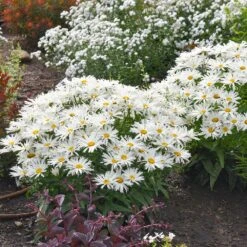 Amazing Daisies® ‘Spun Silk’ Shasta Daisy -Plant Sales Store Spun Silk Bananas 2