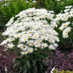 Amazing Daisies® ‘Spun Silk’ Shasta Daisy -Plant Sales Store Spun Silk Bananas 3