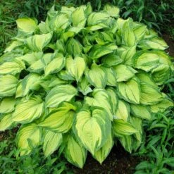 Stained Glass Hosta Plant -Plant Sales Store Stained Glass Hosta 1