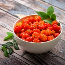 Star Cherry Tree (Pitanga) -Plant Sales Store Star Cherry 3 FGT