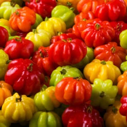 Star Cherry Tree (Pitanga) -Plant Sales Store Star Cherry 7 FGT