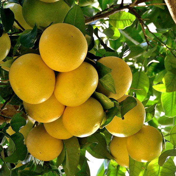 Star Ruby Grapefruit Tree 1 Star Ruby Grapefruit Tree