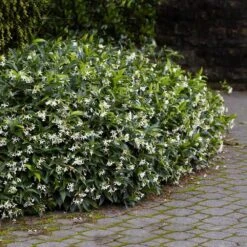 Star Jasmine 7 Star Jasmine -Plant Sales Store Star Jasmine 2 FGT
