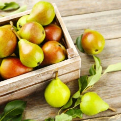 Summercrisp Pear Tree -Plant Sales Store Summercrisp Pear 3 FGT