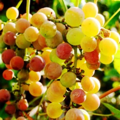 Summit Muscadine Grapes -Plant Sales Store Summit muscadine Grape 3