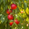 Sunglo Nectarine Tree