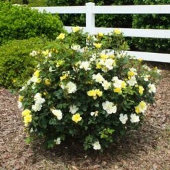 Sunny Knock Out® Rose 11 Sunny Knock Out® Rose -Plant Sales Store Sunny knockout rose Shrub 1 FGT