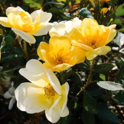 Sunny Knock Out® Rose 8 Sunny Knock Out® Rose -Plant Sales Store Sunny knockout rose Shrub 3 FGT