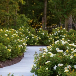 Sunny Knock Out® Rose 10 Sunny Knock Out® Rose -Plant Sales Store Sunny knockout rose Shrub 8 FGT