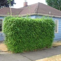 Sunset Glow Bamboo 5 Sunset Glow Bamboo -Plant Sales Store Sunset Glow Bamboo 2 450w