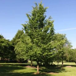 Emerald Sunshine® Elm Tree -Plant Sales Store Sunshine Elm 2
