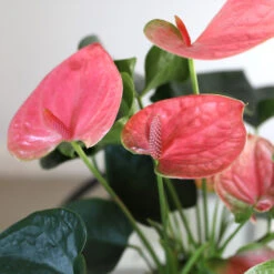Pink Anthurium 8 Pink Anthurium -Plant Sales Store Sweet Dream Pink Anthurium 1