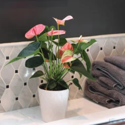 Pink Anthurium 9 Pink Anthurium -Plant Sales Store Sweet Dream Pink Anthurium 2