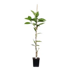 Tangelo Tree -Plant Sales Store TAN TRE 12 1QT