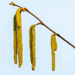 Theta Filbert Hazelnut -Plant Sales Store THeta FIlbert Hazelnut 3