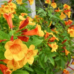 Orange Jubilee Tecoma -Plant Sales Store Tecoma Orange jubilee 1