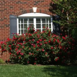 The Grand Champion™ Rose 6 The Grand Champion™ Rose -Plant Sales Store The Grand Champion Rose 1