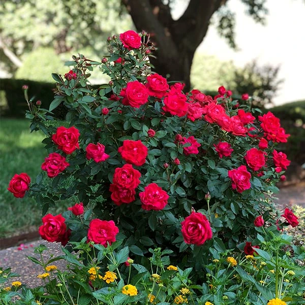 The Grand Champion™ Rose 1 The Grand Champion™ Rose