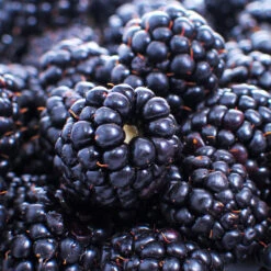 Thornless Blackberry 6 Thornless Blackberry -Plant Sales Store Thornless Blackberry 1