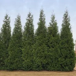 Junior Giant Thuja Tree -Plant Sales Store Thuja Junior Giant BB 2