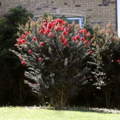 Thunderstruck™ Coral Boom™ Crape Myrtle Tree 7 Thunderstruck™ Coral Boom™ Crape Myrtle Tree -Plant Sales Store Thunderstruck Coral Bloom 2