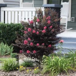 Thunderstruck™ Coral Boom™ Crape Myrtle Tree 6 Thunderstruck™ Coral Boom™ Crape Myrtle Tree -Plant Sales Store Thunderstruck Coral Bloom 6