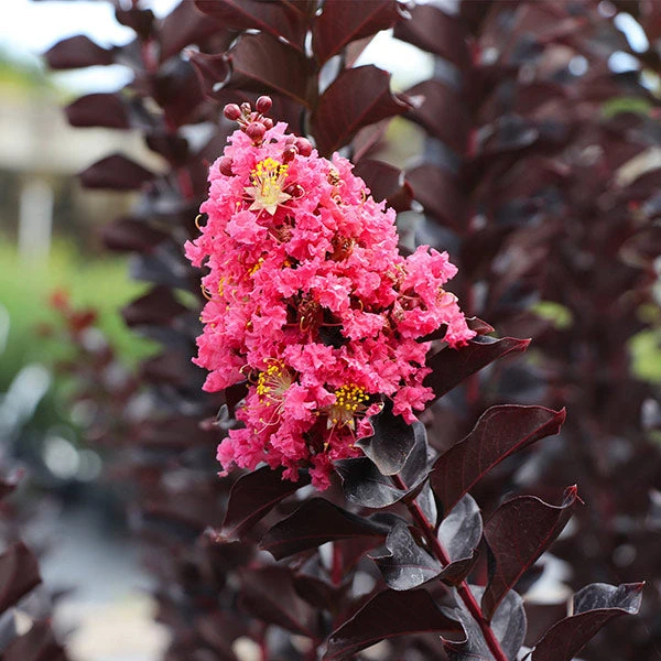 Thunderstruck™ Coral Boom™ Crape Myrtle Tree 1 Thunderstruck™ Coral Boom™ Crape Myrtle Tree