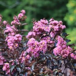 Thunderstruck™ Lavender Blast™ Crape Myrtle Tree -Plant Sales Store Thunderstruck Lavender Blast 2 FGT