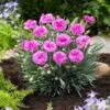 Scent First® Tickled Pink Dianthus Plant