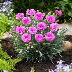 Scent First® Tickled Pink Dianthus Plant